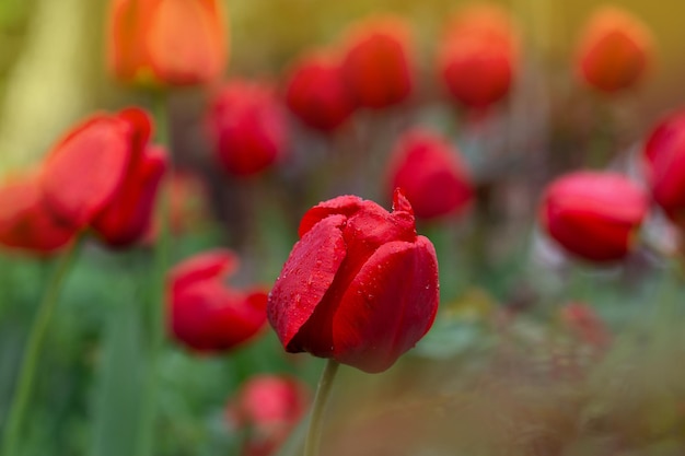 Czerwone tulipany rosnące na rabatce Wiosenne kwiaty czerwone tulipany