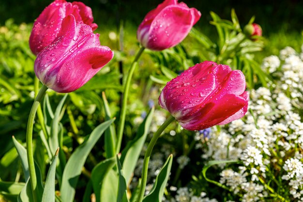 Zdjęcie czerwone tulipany w kroplach rosy na niewyraźnym tle