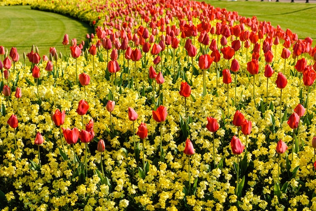 Czerwone tulipany w pobliżu Pałacu Buckingham w Londynie