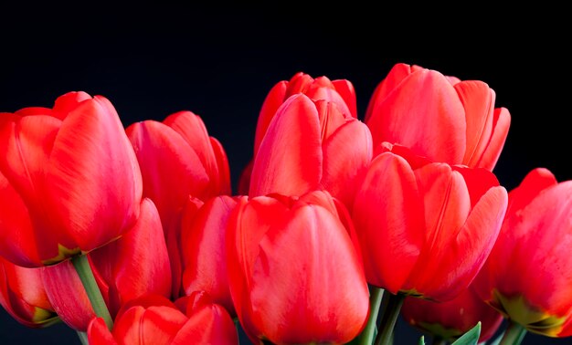 Czerwone tulipany w sezonie wiosennym bukiet czerwonych tulipanów do podarowania na wakacjach