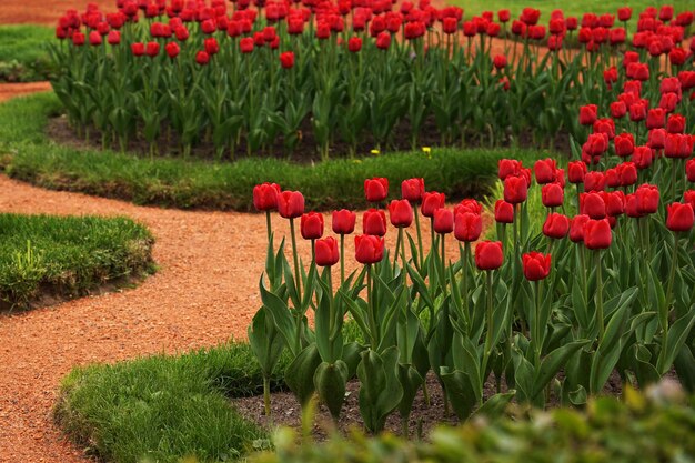 Czerwone Tulipany W Tle Piękny Tulipan Na łące