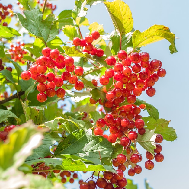 Czerwone Viburnum jagody w słonecznym dniu w ogródzie na nieba tle