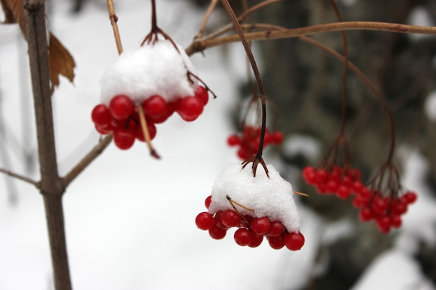 Czerwone viburnum jagody w śniegu na gałąź