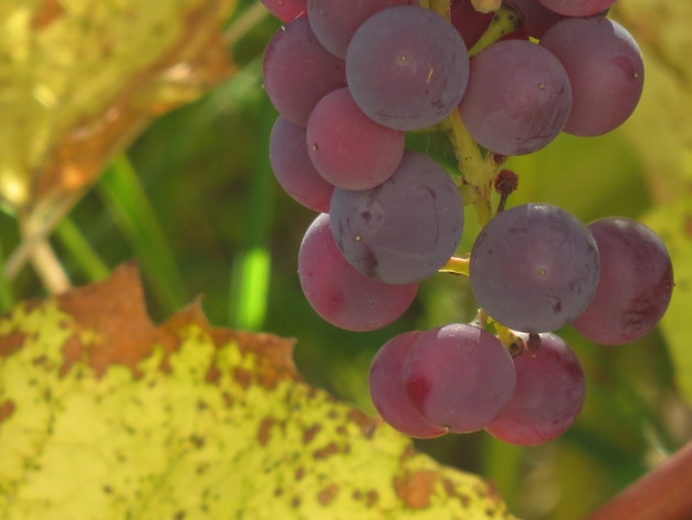 Czerwone winogrona z zielonym liściem