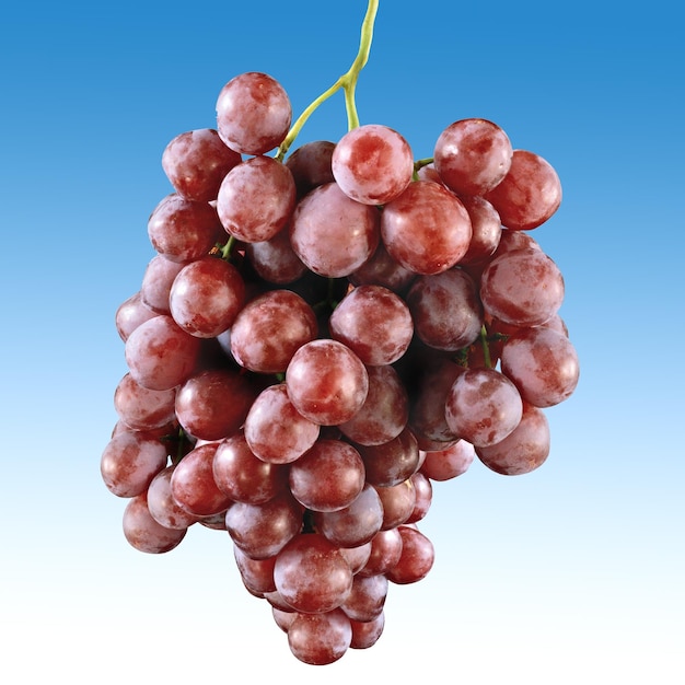 Czerwone winogrono