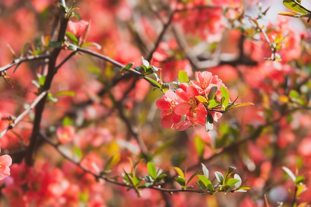 Czerwone Wiosenne Kwiaty. Blossoming Chaenomeles (kwitnąca Pigwa, Pigwa Japońska)