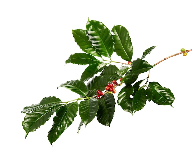 Czerwone ziarna kawy na gałęzi drzewa kawowego z liśćmi, odizolowane na białym tle
