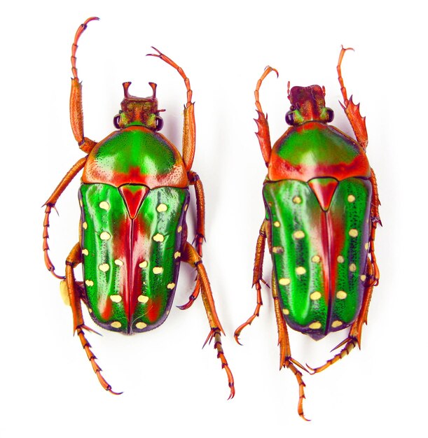 Czerwone zielone chrząszcze na białym tle. Stephanorrhina guttata makro z bliska, zbieranie chrząszczy