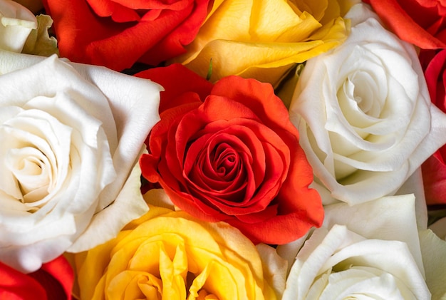 Czerwone żółte i białe róże w bukiecie makro kwitnące pąki róż