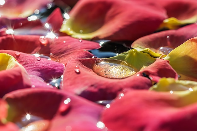 Czerwone żółte płatki róż z kroplami wody do aromaterapii i koncepcji spa niewyraźne tło kwiatowe