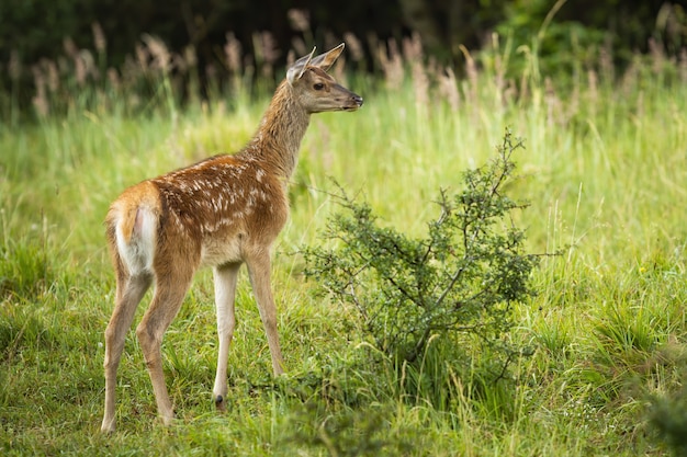 Czerwonego rogacza łydka bada zieloną naturę w lecie