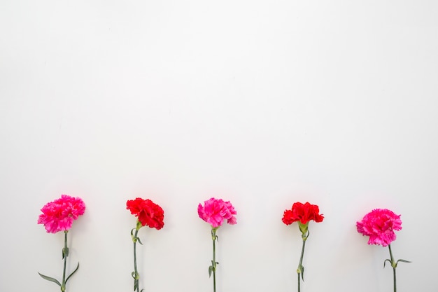 Zdjęcie czerwoni i różowi goździków kwiaty układali na dnie biały tło