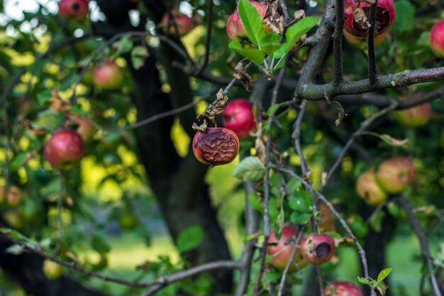 Czerwoni jabłka na drzewie
