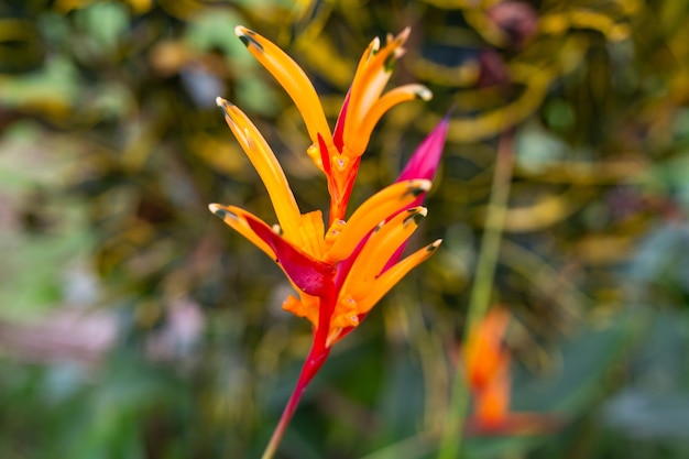 Czerwono-pomarańczowy kwiat roślin tropikalnych Heliconia w przyrodzie