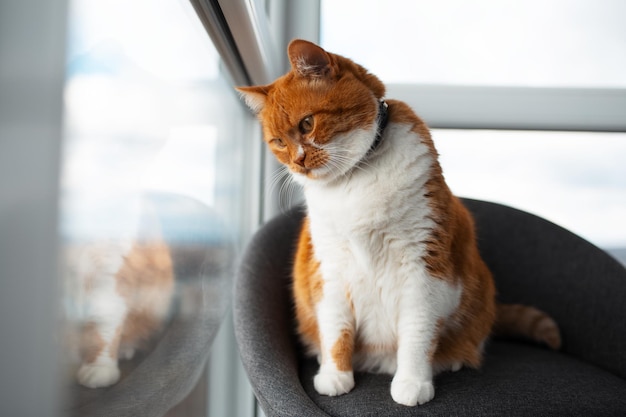 Czerwonobiały kot leżący na krześle i patrzący przez panoramiczne okno