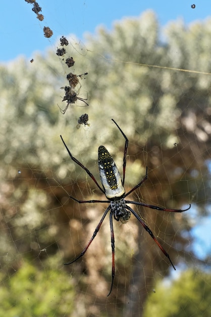 Czerwononoga samica pająka tkacza złotej kuli - Nephila inaurata madagascariensis, spoczywająca na swoim gnieździe, kilka złapanych much z tyłu, zamazane krzaki w tle.