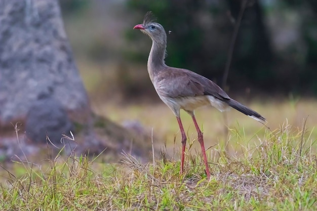 Czerwononoga Seriema Mato Grosso Pantanal Brazylia