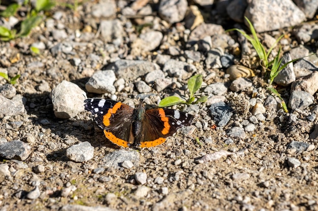 Czerwony Admirał (vanessa Atalanta) Odpoczywa Na Drewnianym Słupie