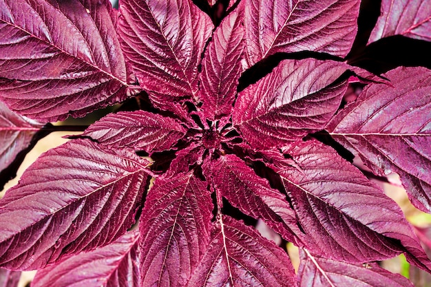 Zdjęcie czerwony amarantowy zbliżenie (amaranthus cruentus). widok z góry. naturalna powierzchnia