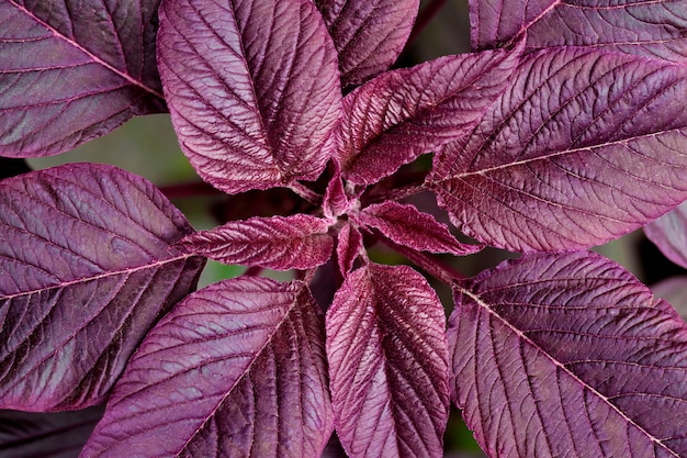 Czerwony amarantowy zbliżenie (Amaranthus cruentus)