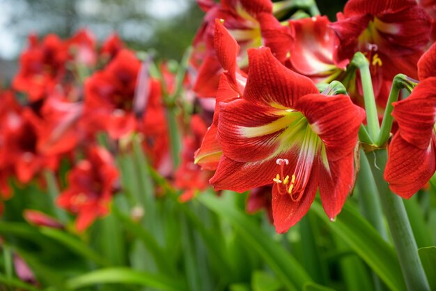 Zdjęcie czerwony amaryllis