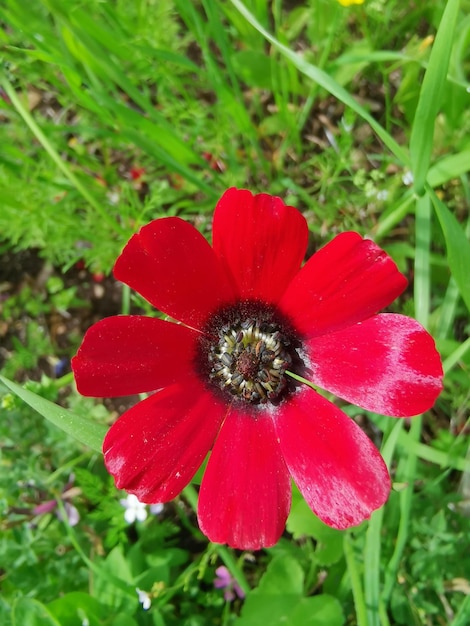 Czerwony Anemone Coronaria kwiat w przyrodzie