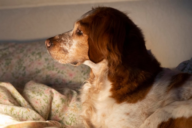 Czerwony cocker spaniel na łóżku