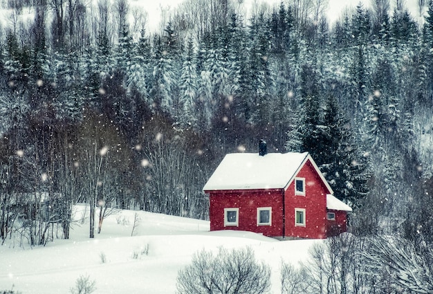 Czerwony dom ze śniegiem w sosnowym lesie w zimie