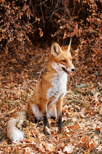 Zdjęcie czerwony dziki lis siedzi w lesie
