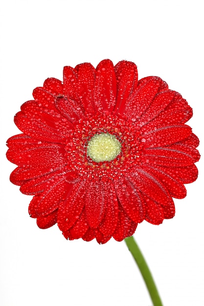 Zdjęcie czerwony gerbera kwiat