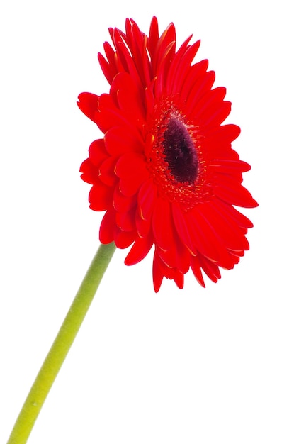 Czerwony gerbera kwiat