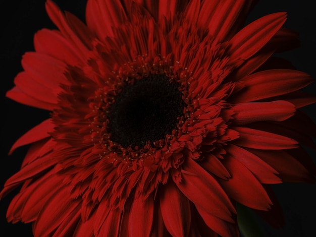 Czerwony gerbera stokrotka kwiat odizolowywający na czarnym tle