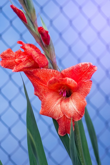 Czerwony Gladiolus Na Błękitnym Tle Blisko Ogrodzenia