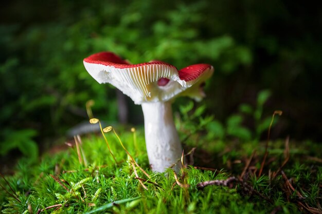 Czerwony grzyb russula russula w lesie zbliżenie na ciemności z płytką głębią ostrości