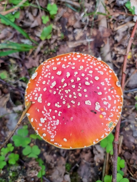 Zdjęcie czerwony grzyb trujący w przyrodzie amanita muscaria muchomor grzyb w lesie beau tła lasu