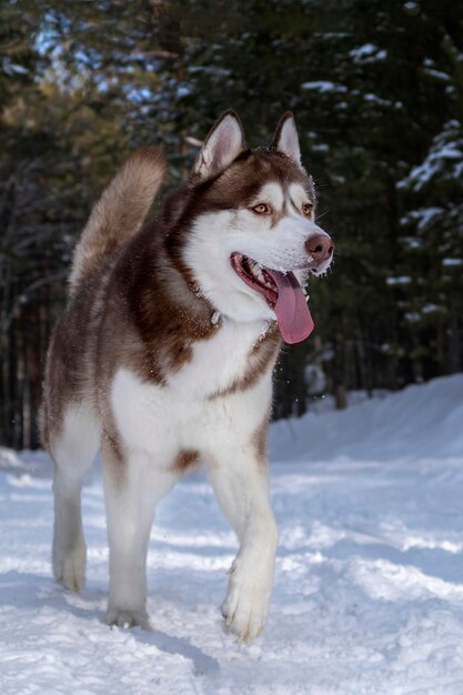 Czerwony Husky Syberyjski Biegnie Wzdłuż Zaśnieżonej Drogi W Zimowym Lesie. Przedni Widok. Pies Husky Uśmiecha Się.