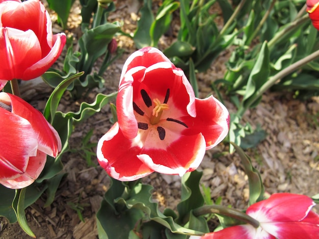 Czerwony i biały tulipan ze słowem tulipany