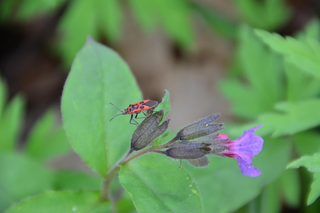 czerwony i czarny firebug na fioletowym kwiecie w letnim lesie