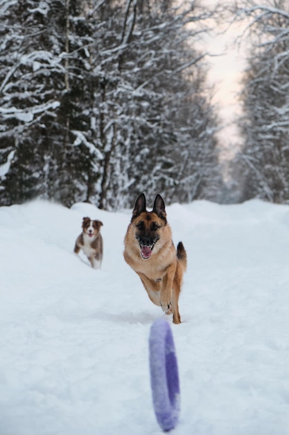 Czerwony i czarny owczarek niemiecki biegnie szybko po zaśnieżonej leśnej drodze i próbuje dotrzeć do niebieskiej okrągłej zabawki toczącej się przed siebie Aktywny i energiczny spacer z psem w parku zimowym Szczeniak australijski idzie za