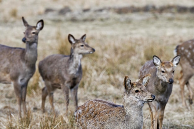 Zdjęcie czerwony jelenie altai maral cervus elaphus sibiricus