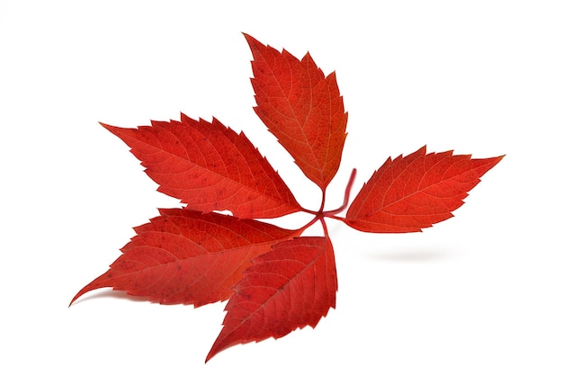 Czerwony jesienny liść partenocisa na białym tle