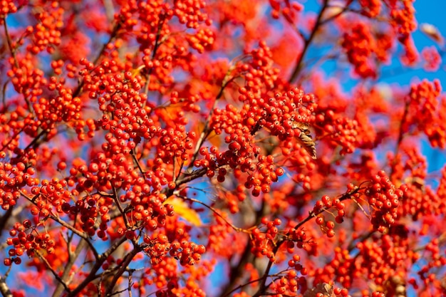 czerwony jesienny rowan gałąź ashberry selektywne skupienie czerwonego jesiennego rowan jesienny sezon z czerwonym rowan