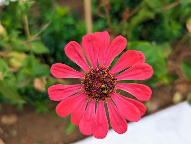 Czerwony kolor Zinnia Flower z błędem na nim