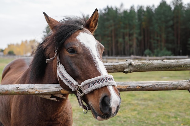 Czerwony koń stoi za drewnianym płotem w zagrodzie Portret głowy zwierzęcia