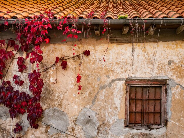 Zdjęcie czerwony koszyk wiszący na ceglanej ścianie