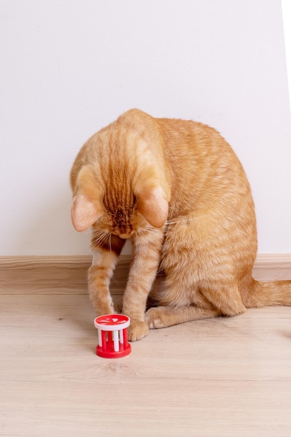 Czerwony kot bawiący się zabawkowym zbliżeniem