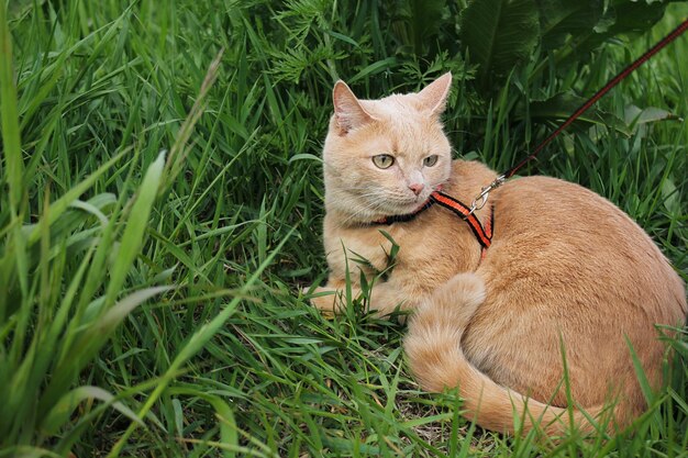 Czerwony Kot Domowy Spaceruje Na Smyczy Wśród Zielonej Trawy W Letni Dzień. Kot Leżący Na Trawie.