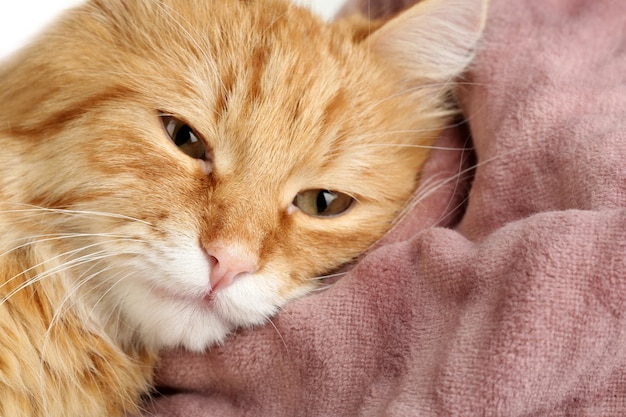 Czerwony kot na ciepłym kraciastym tle