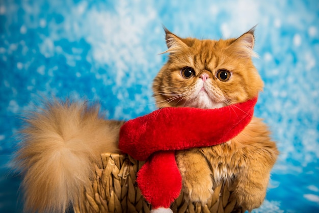 Czerwony Kot Perski W Czerwonym Szaliku święty Mikołaj Na Boże Narodzenie