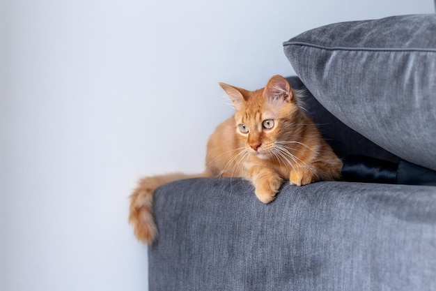 Czerwony kot siedzi na szarej kanapie. Domowe umeblowanie .